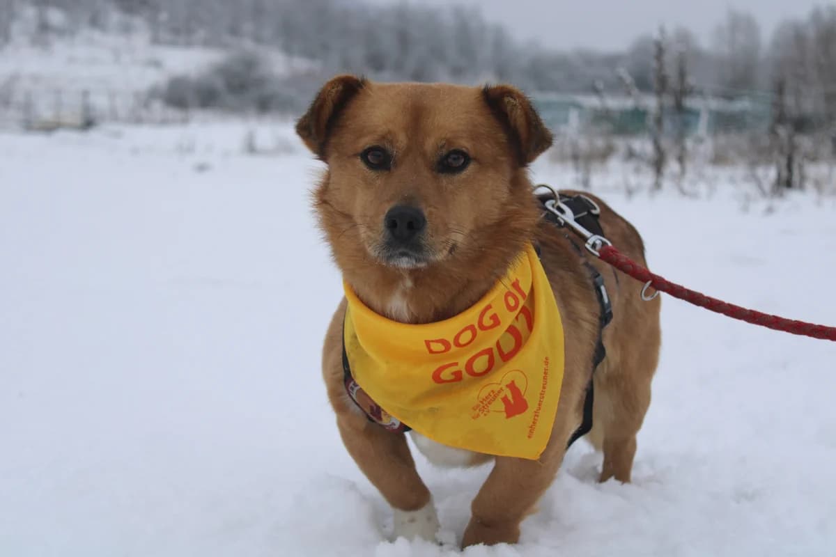 Goldy, male young Mixed Breed for adoption at Ein Herz für Streuner e.V., München