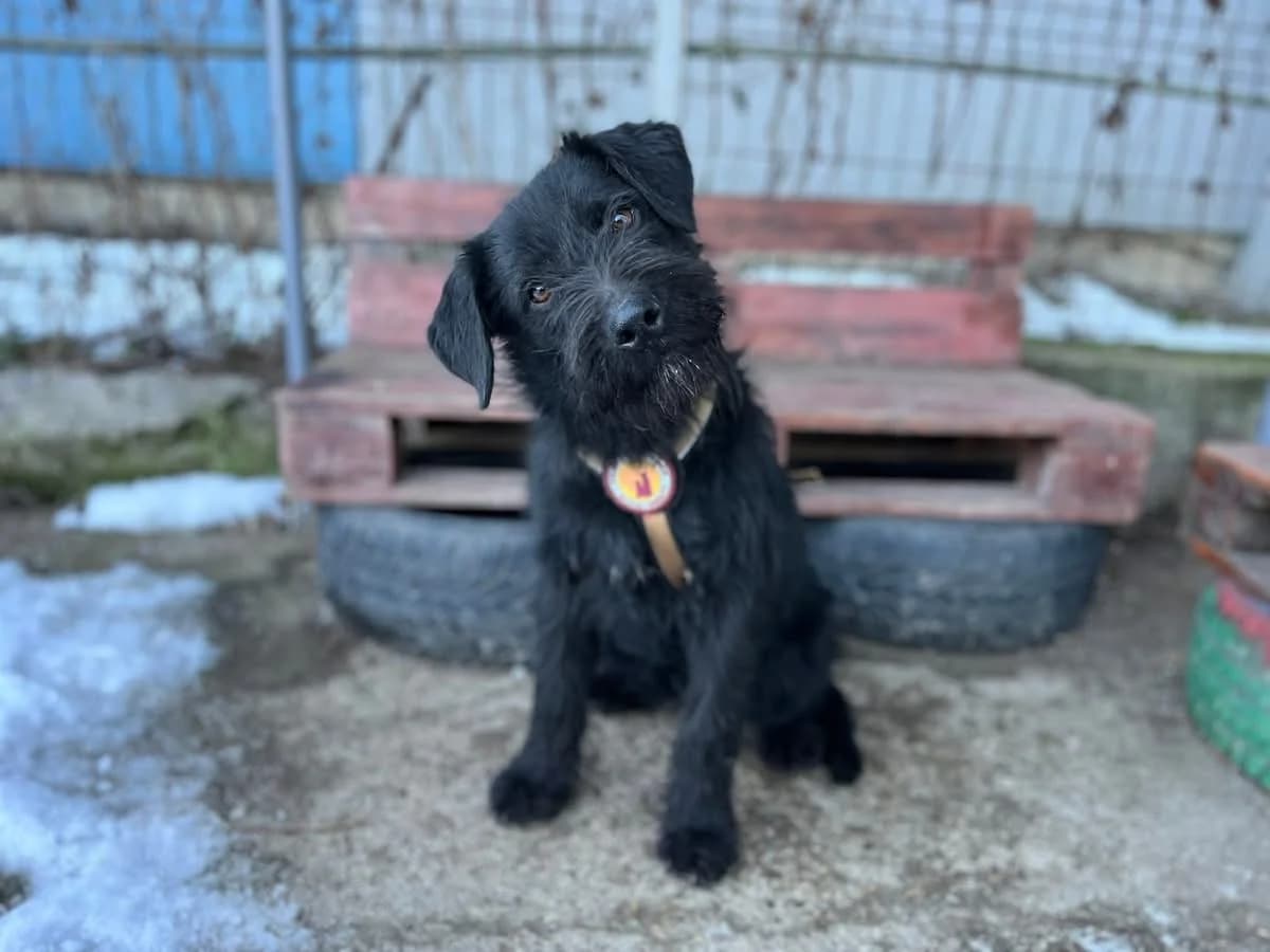 Gomez, male puppy Mixed Breed for adoption at Ein Herz für Streuner e.V., München