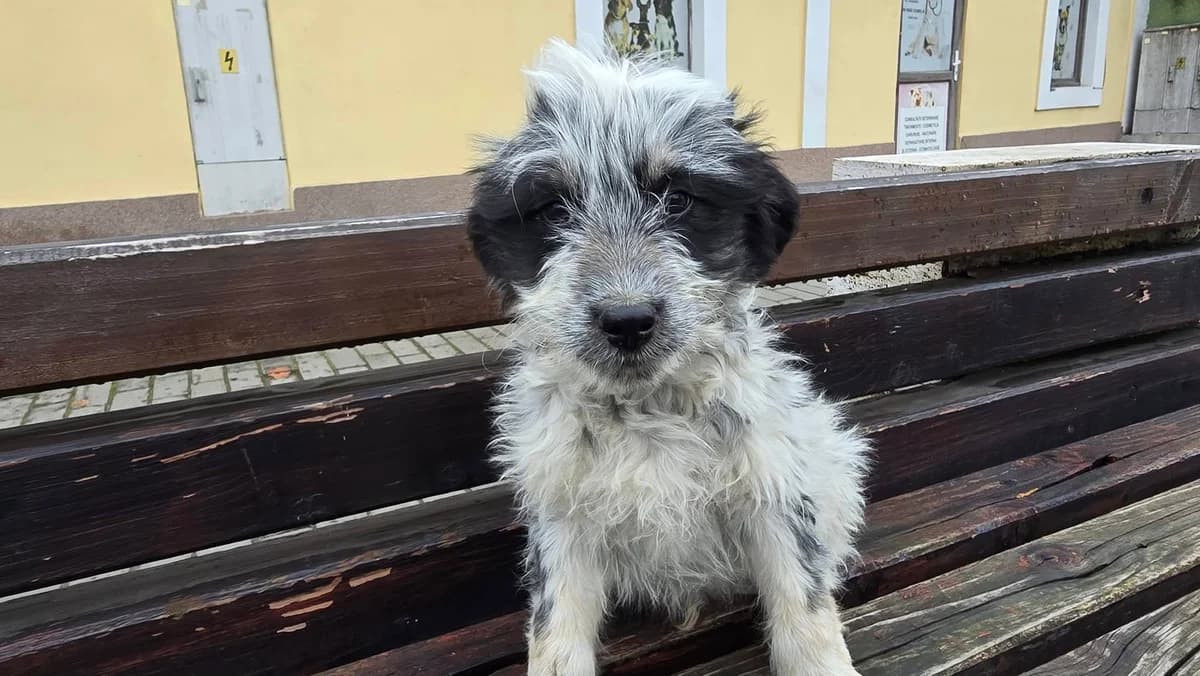 Goofy, weiß male puppy Mixed Breed for adoption at Ein Herz für Streuner e.V., München