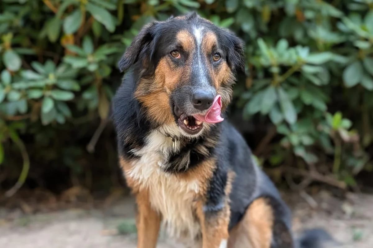 Goofy, male young Mixed Breed for adoption at Ein Herz für Streuner e.V., München
