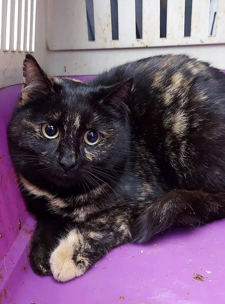 Grace, young Mixed Breed for adoption at Ein Herz für Streuner e.V., München