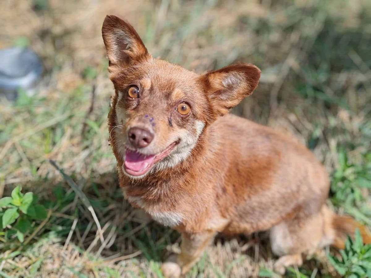 Grace, female young Mixed Breed for adoption at Ein Herz für Streuner e.V., München