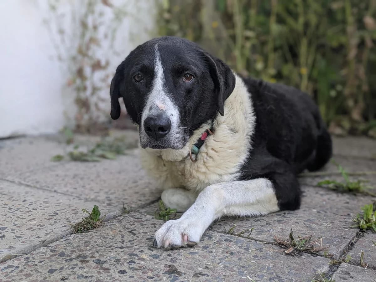 Grace, female senior Mixed Breed for adoption at Ein Herz für Streuner e.V., München