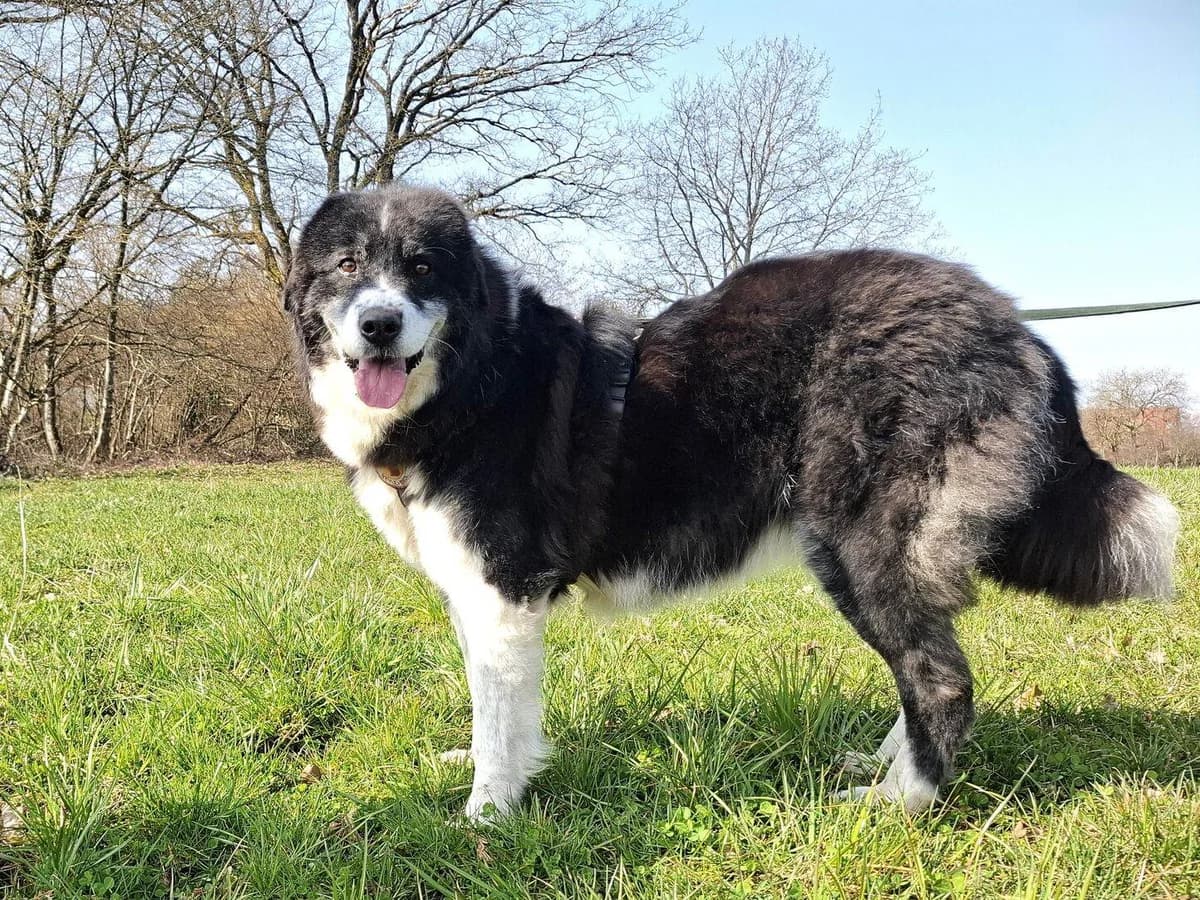 Gracia, female 5yo Mixed Breed for adoption at Ein Herz für Streuner e.V., München