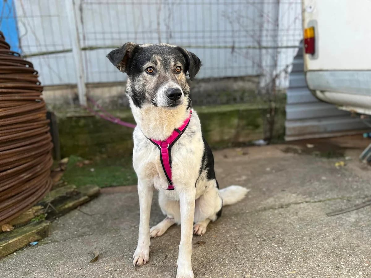 Gracy, female 3yo Mixed Breed for adoption at Ein Herz für Streuner e.V., München