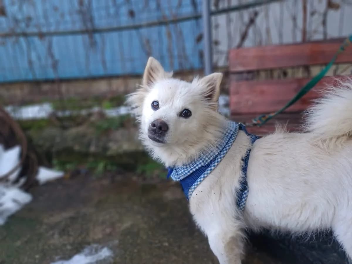 Gracy, puppy Mixed Breed for adoption at Ein Herz für Streuner e.V., München