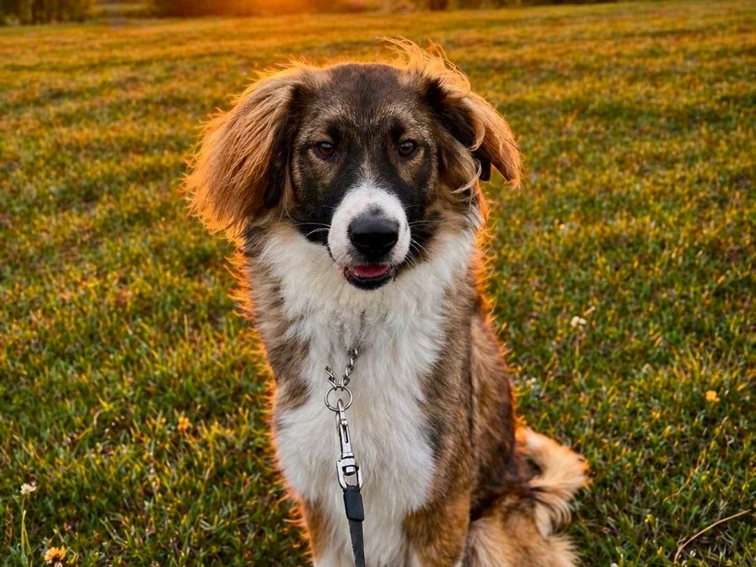 Grady, male young Mixed Breed for adoption at Ein Herz für Streuner e.V., München