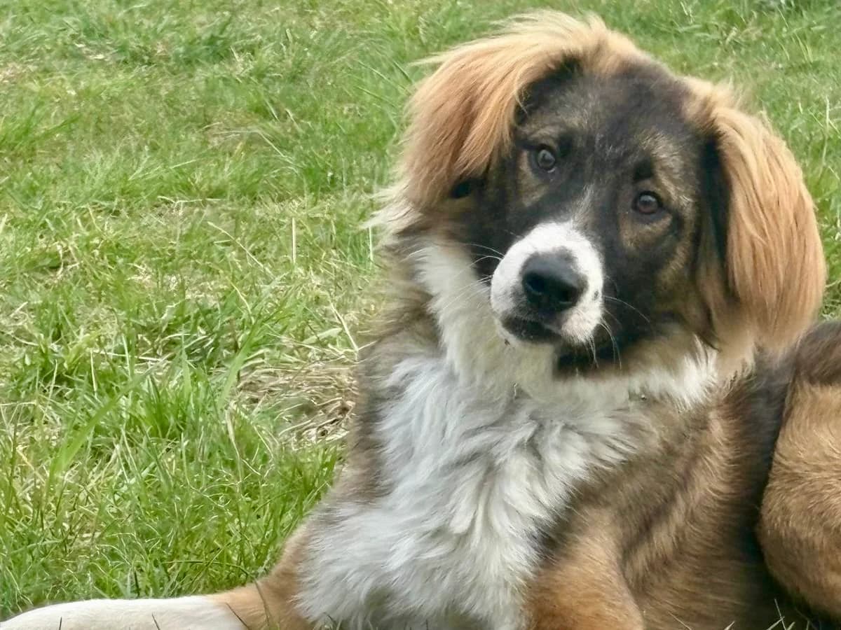 Grady, male young Mixed Breed for adoption at Ein Herz für Streuner e.V., München