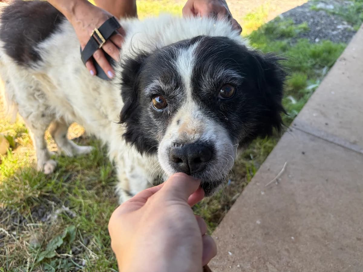 GrÄS-Chen, female senior Mixed Breed for adoption at Ein Herz für Streuner e.V., München