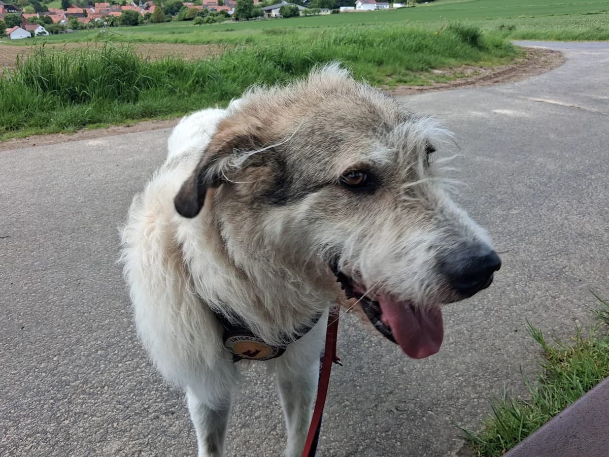 Grappa, male 5yo Mixed Breed for adoption at Ein Herz für Streuner e.V., München