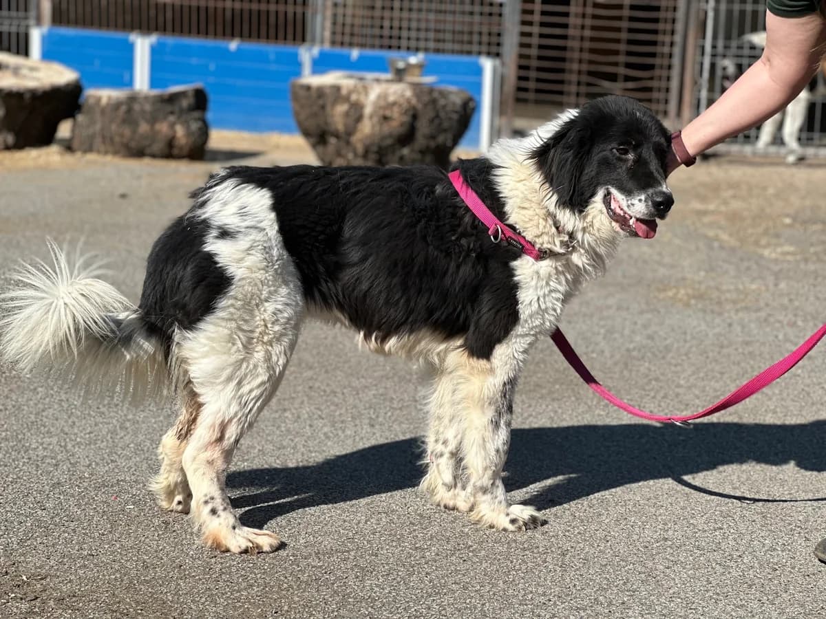 Graziella, female 3yo Mixed Breed for adoption at Ein Herz für Streuner e.V., München