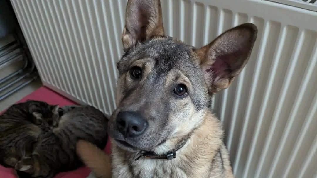 Gregor, male puppy Mixed Breed for adoption at Ein Herz für Streuner e.V., München