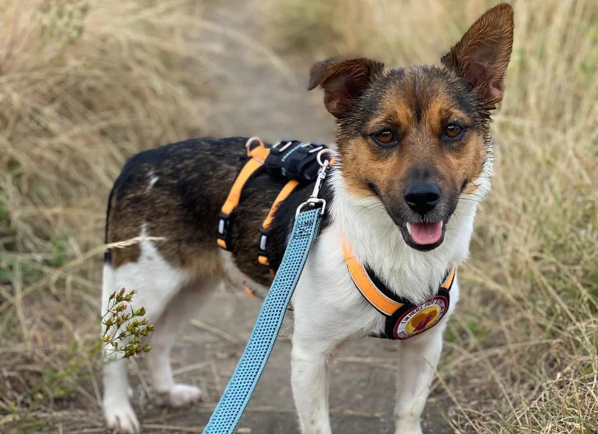 Greta, female 3yo Mixed Breed for adoption at Ein Herz für Streuner e.V., München