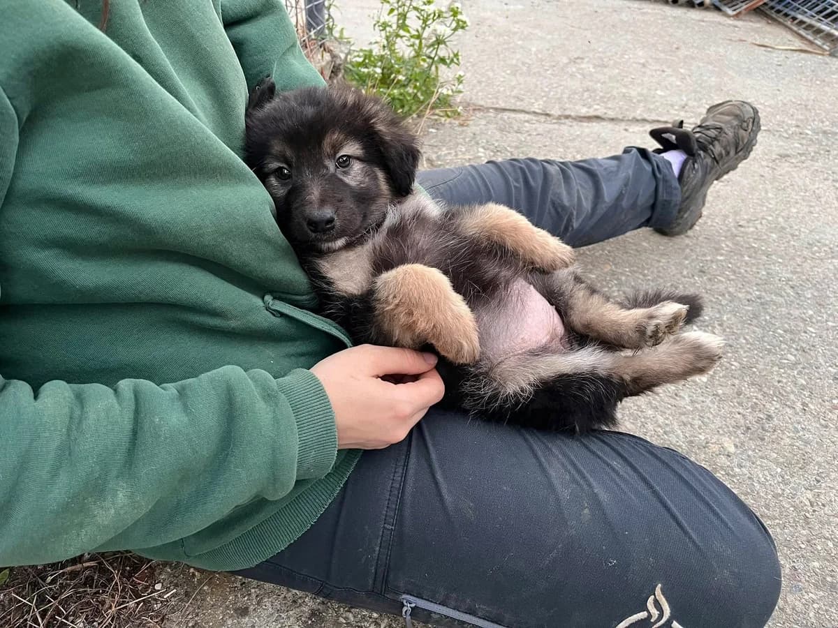 Greta, female puppy Mixed Breed for adoption at Ein Herz für Streuner e.V., München
