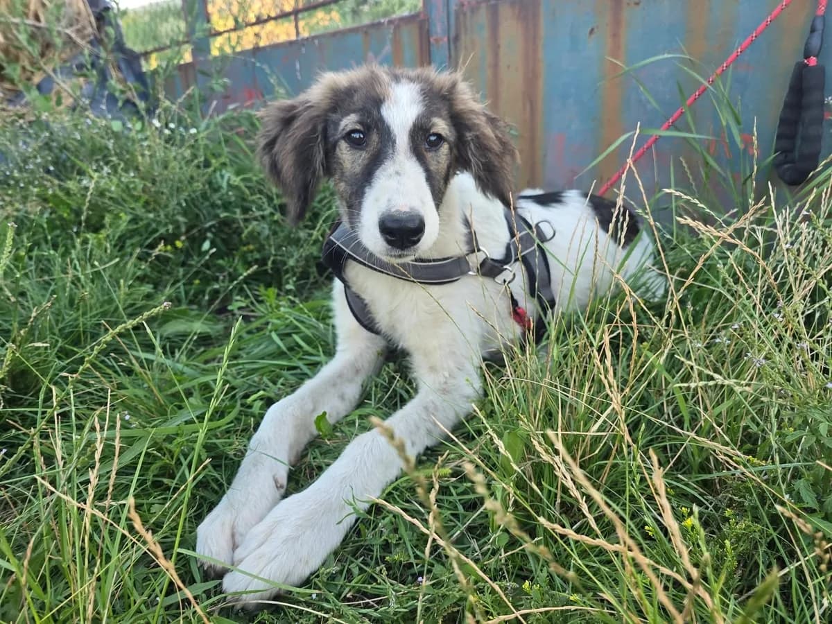 Greta, female puppy Mixed Breed for adoption at Ein Herz für Streuner e.V., München
