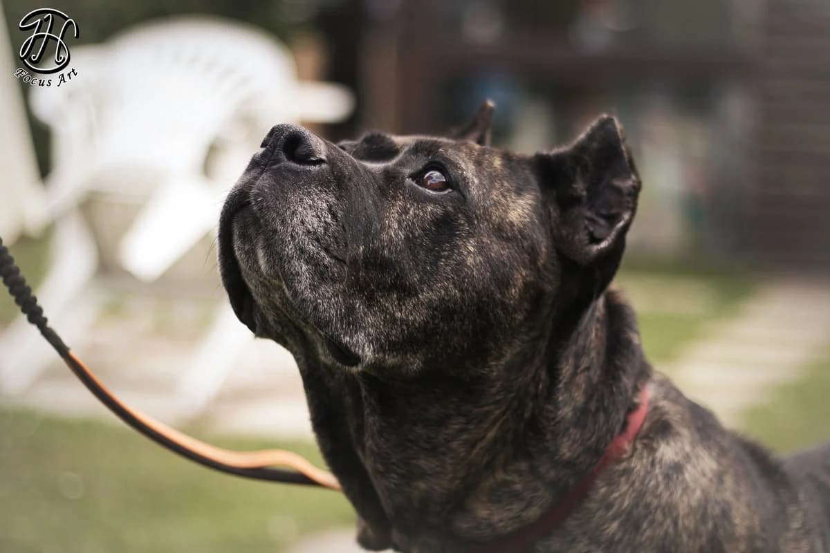 Greta Garbo, female 7yo Mixed Breed for adoption at Ein Herz für Streuner e.V., München