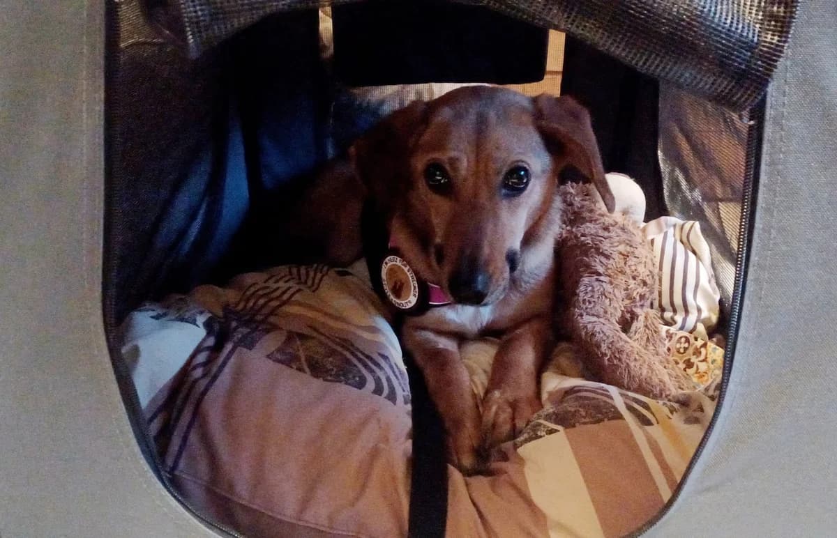 Gretchen, female 5yo Mixed Breed for adoption at Ein Herz für Streuner e.V., München