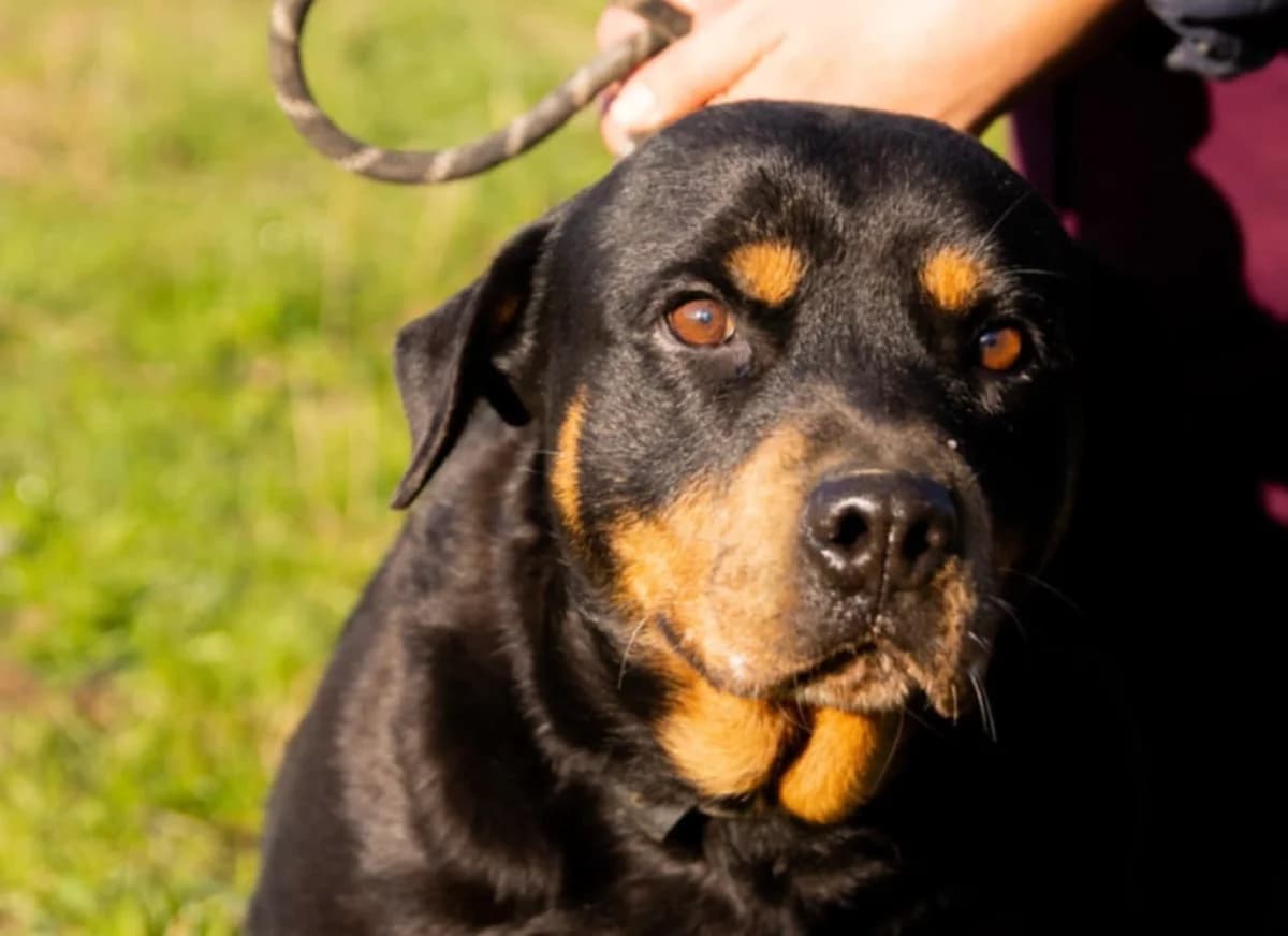 Grete, female 5yo Mixed Breed for adoption at Ein Herz für Streuner e.V., München