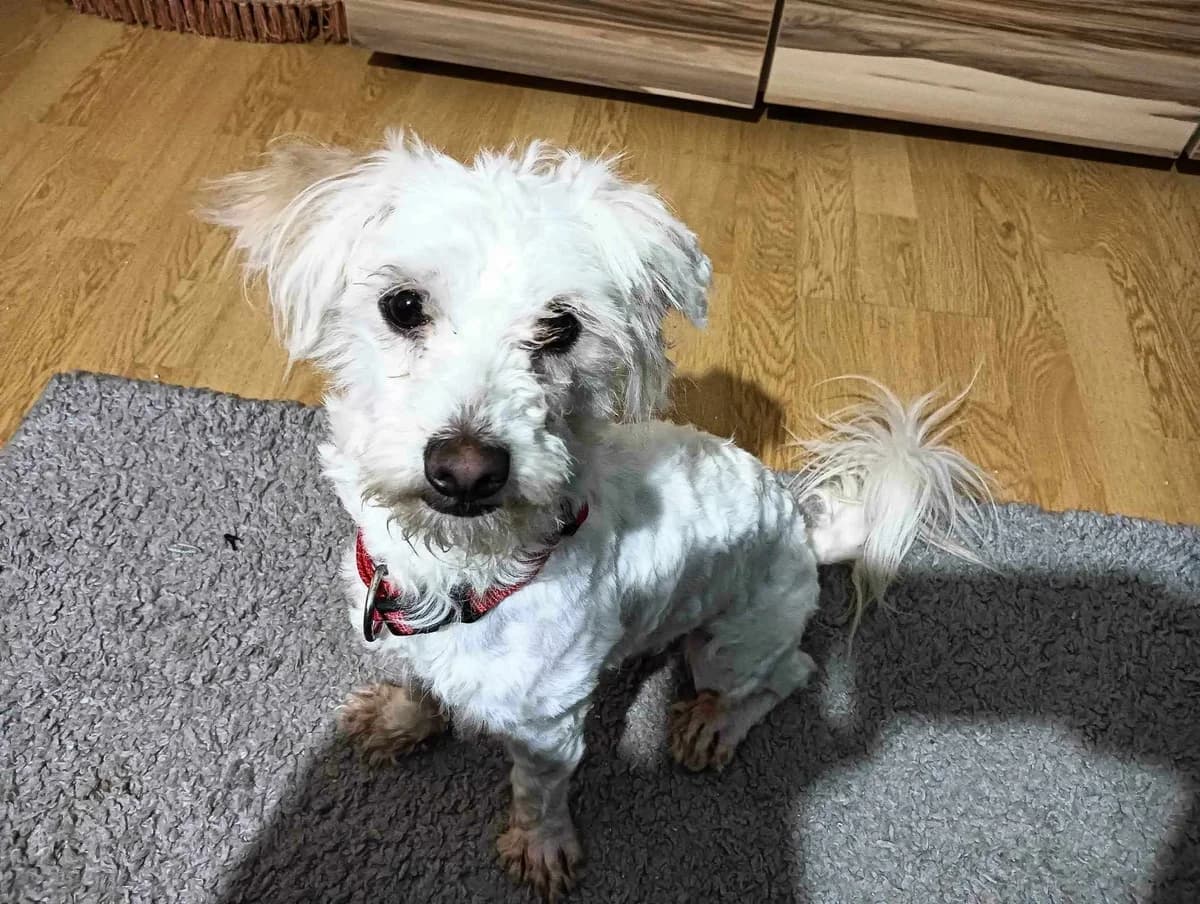 Gretje, female young Mixed Breed for adoption at Ein Herz für Streuner e.V., München