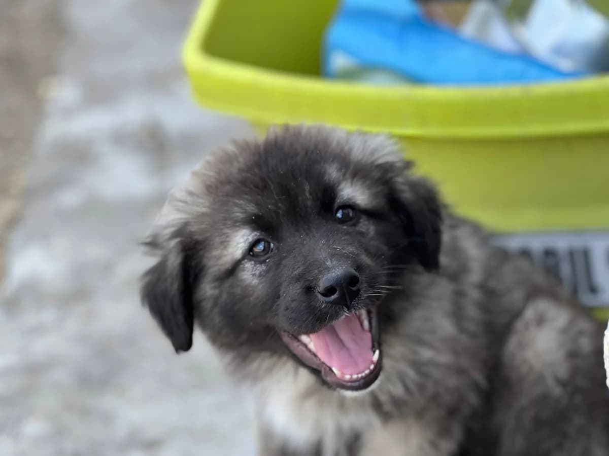 Grettel, puppy Mixed Breed for adoption at Ein Herz für Streuner e.V., München