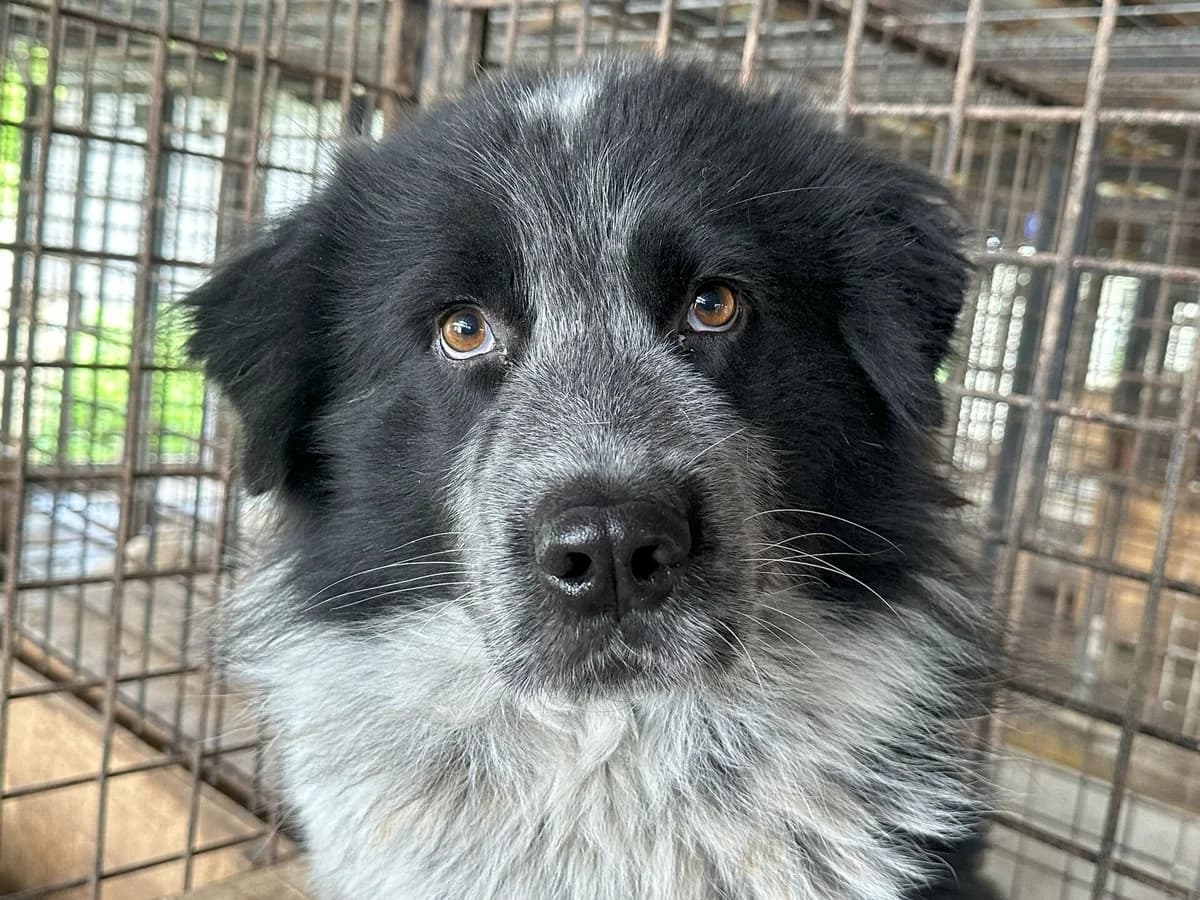 Grey, schwarz male 3yo Mixed Breed for adoption at Ein Herz für Streuner e.V., München