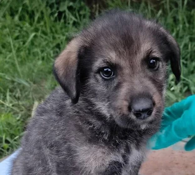 Grey, male puppy Mixed Breed for adoption at Ein Herz für Streuner e.V., München