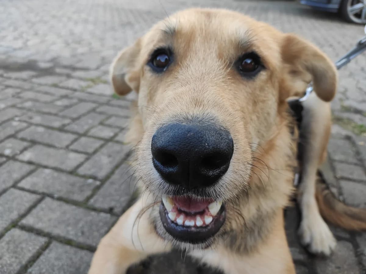 Griffin, male young Mixed Breed for adoption at Ein Herz für Streuner e.V., München