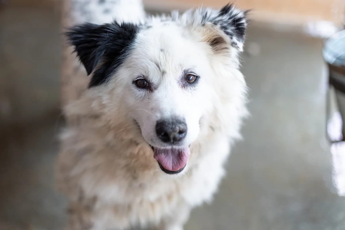 Grimm, male senior Mixed Breed for adoption at Ein Herz für Streuner e.V., München