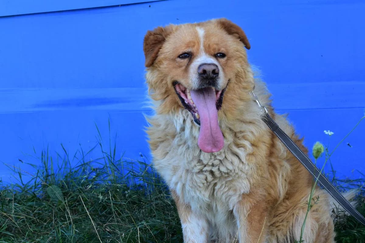 Grischka, male senior Mixed Breed for adoption at Ein Herz für Streuner e.V., München