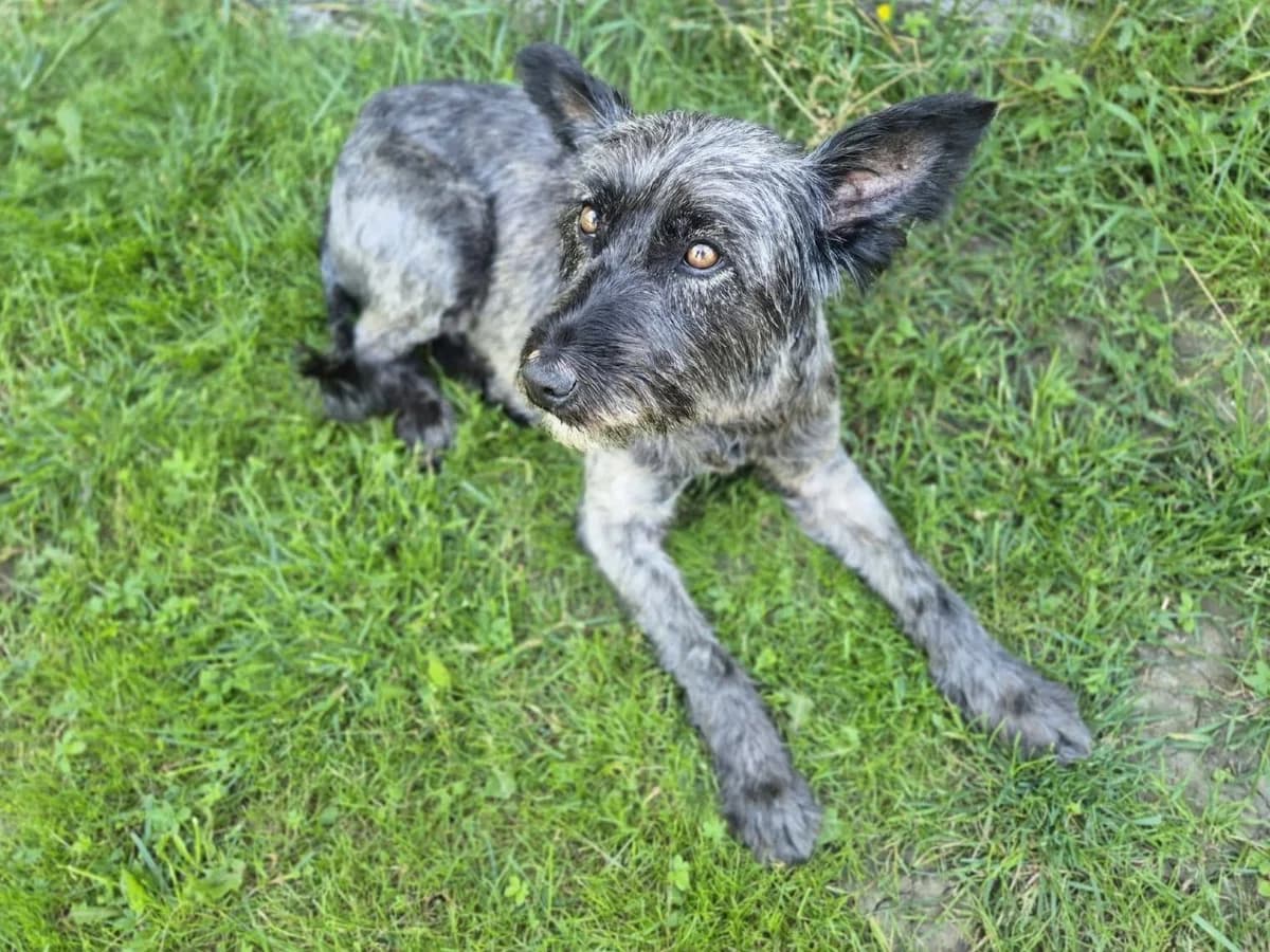 Grizzy, grau female 5yo Mixed Breed for adoption at Ein Herz für Streuner e.V., München
