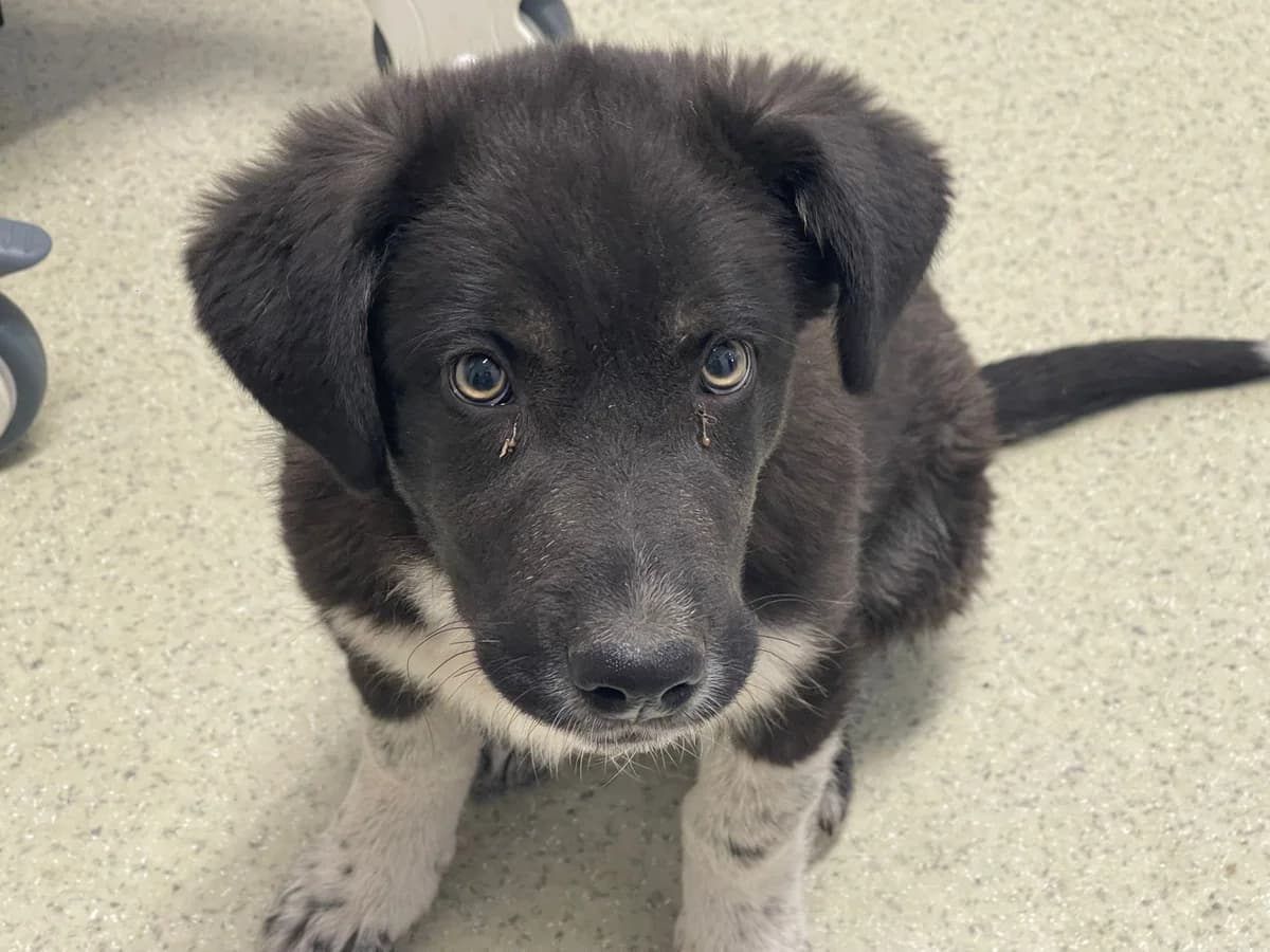 Gromit, male puppy Mixed Breed for adoption at Ein Herz für Streuner e.V., München