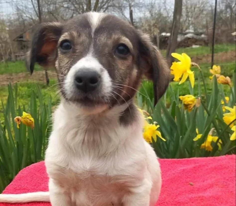 Gryna, female puppy Mixed Breed for adoption at Ein Herz für Streuner e.V., München