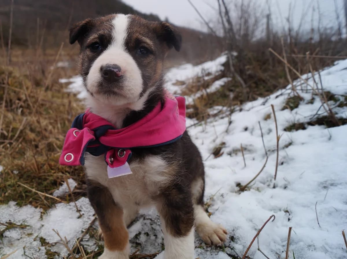 Gucci, female puppy Mixed Breed for adoption at Ein Herz für Streuner e.V., München