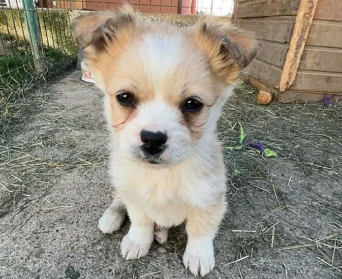 Gucci, female puppy Mixed Breed for adoption at Ein Herz für Streuner e.V., München