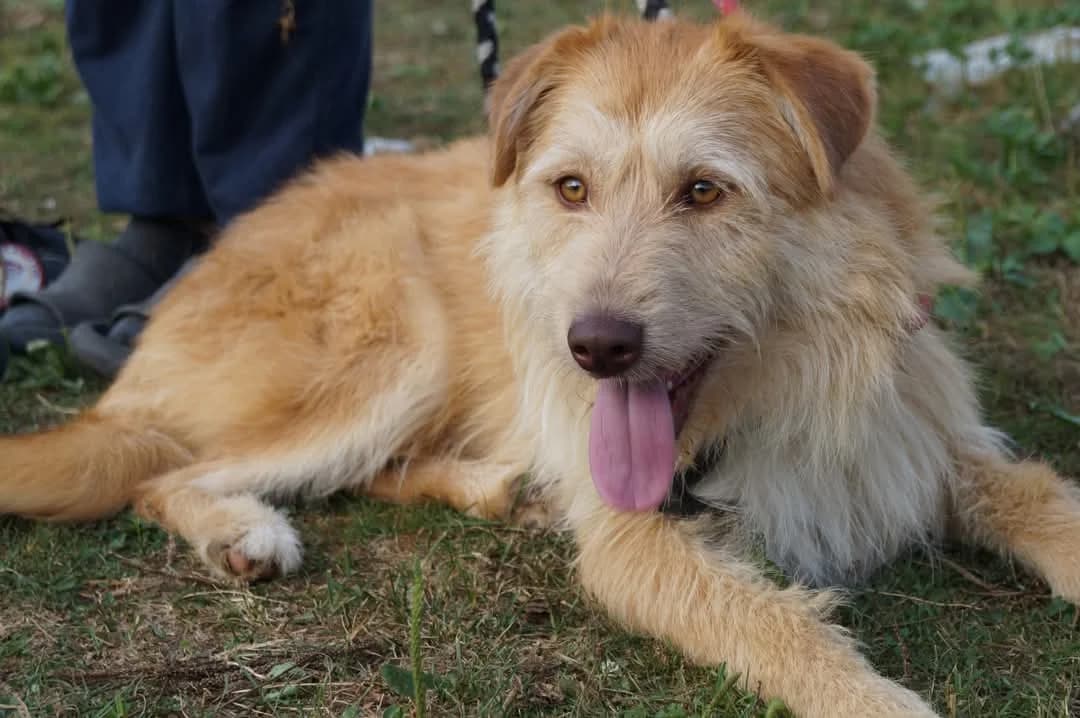 Gudrun, female young Mixed Breed for adoption at Ein Herz für Streuner e.V., München