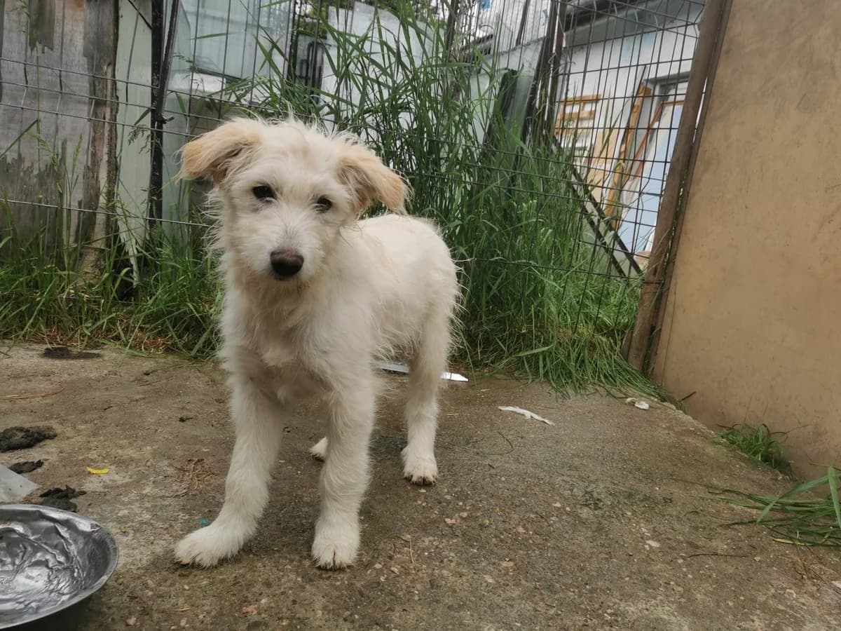 GÜNni, male puppy Mixed Breed for adoption at Ein Herz für Streuner e.V., München