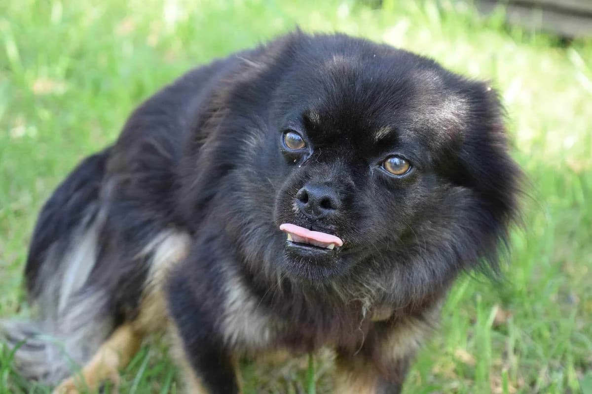 Guerrero, male 5yo Mixed Breed for adoption at Ein Herz für Streuner e.V., München