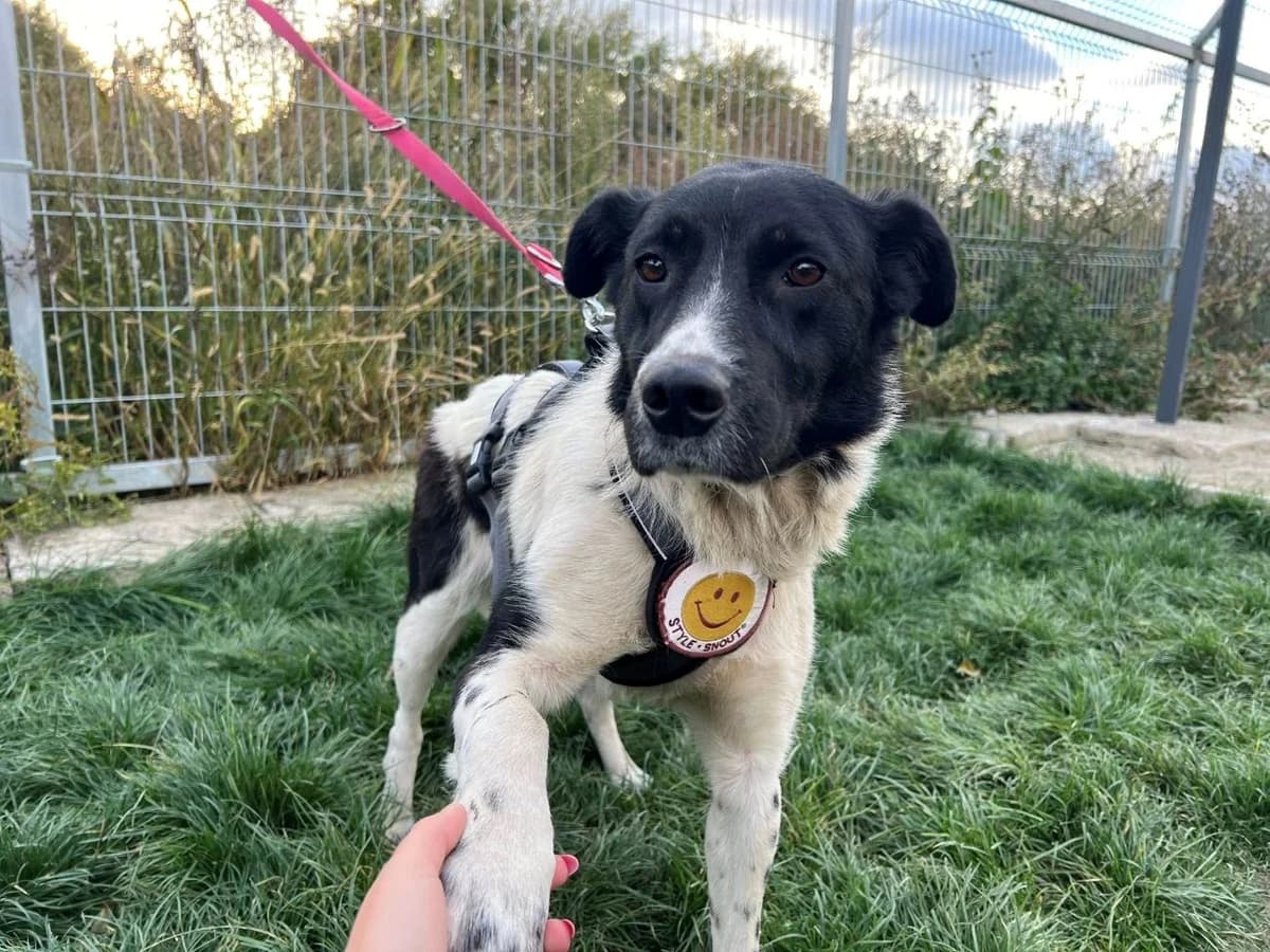 Gulia, female 5yo Mixed Breed for adoption at Ein Herz für Streuner e.V., München