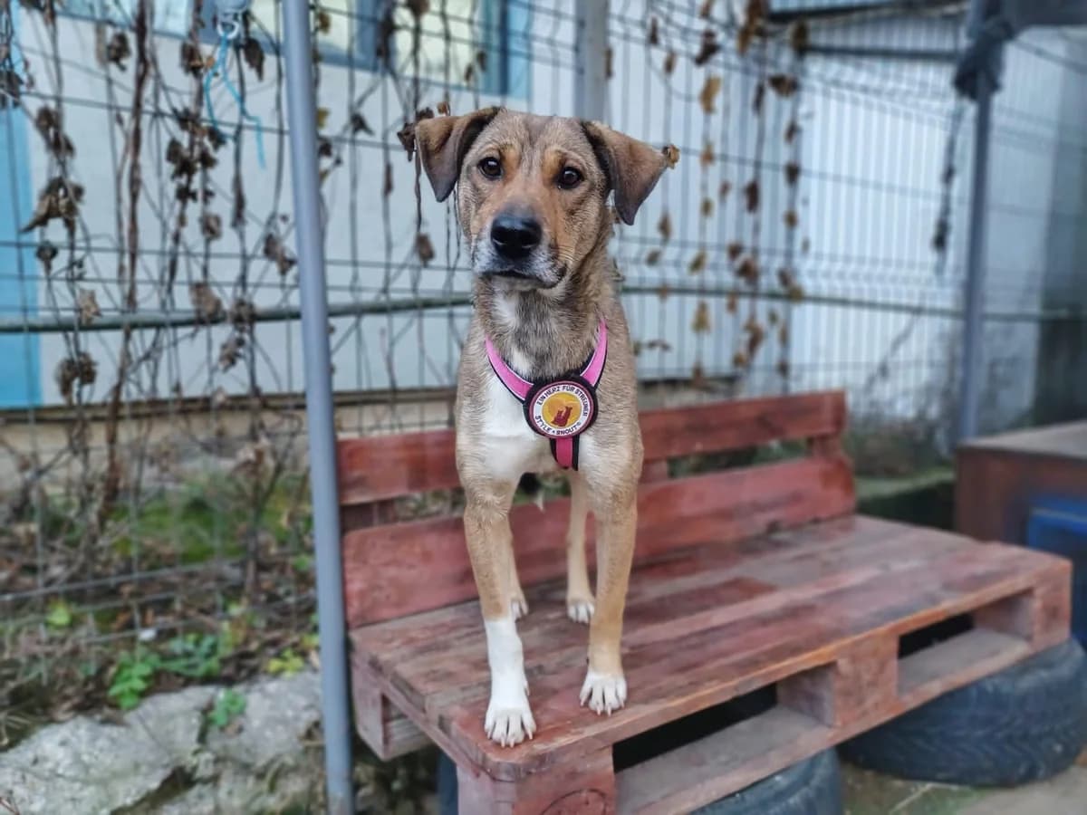 Gundi, female 5yo Mixed Breed for adoption at Ein Herz für Streuner e.V., München