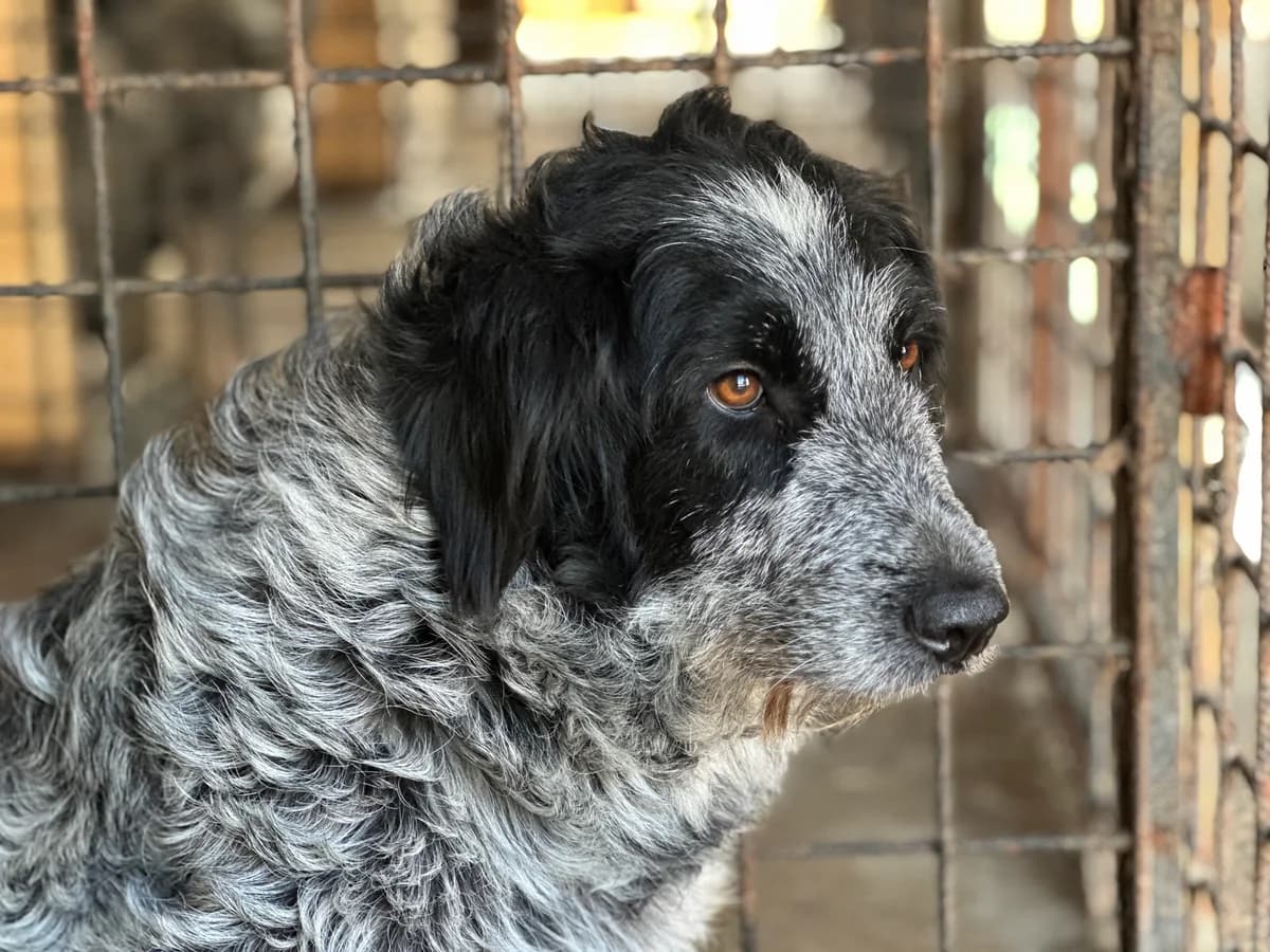 Gundi, schwarz female 4yo Mixed Breed for adoption at Ein Herz für Streuner e.V., München