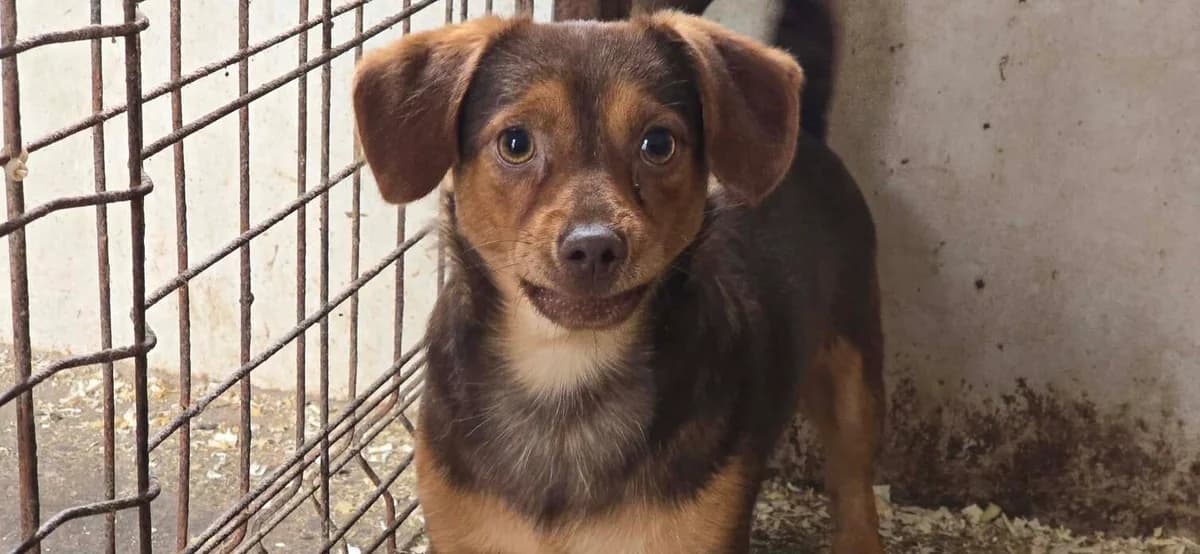 Gus, male young Mixed Breed for adoption at Ein Herz für Streuner e.V., München