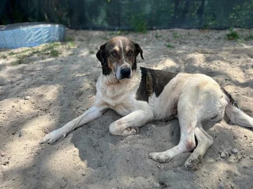 Gustav, male 7yo Mixed Breed for adoption at Ein Herz für Streuner e.V., München