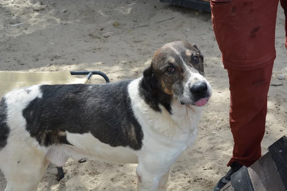 Gustav, male 5yo Mixed Breed for adoption at Ein Herz für Streuner e.V., München