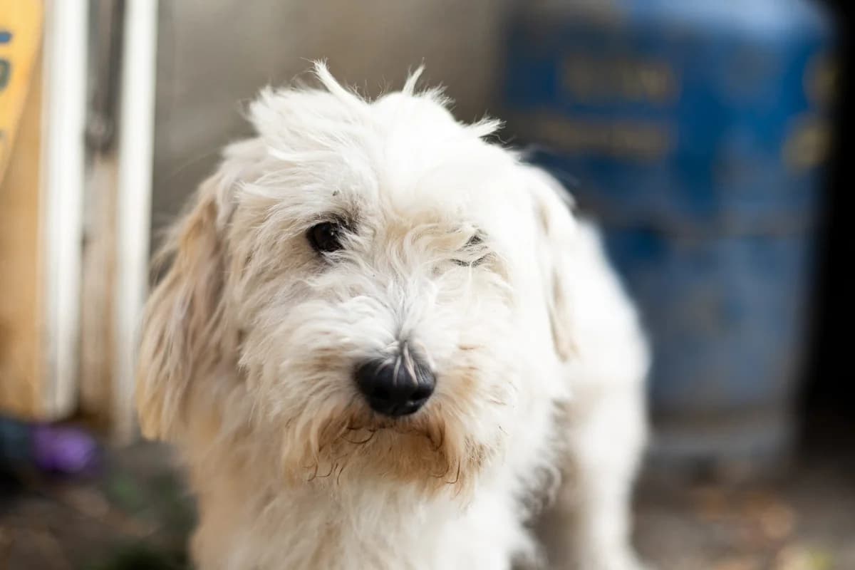 Gustav, male 5yo Mixed Breed for adoption at Ein Herz für Streuner e.V., München