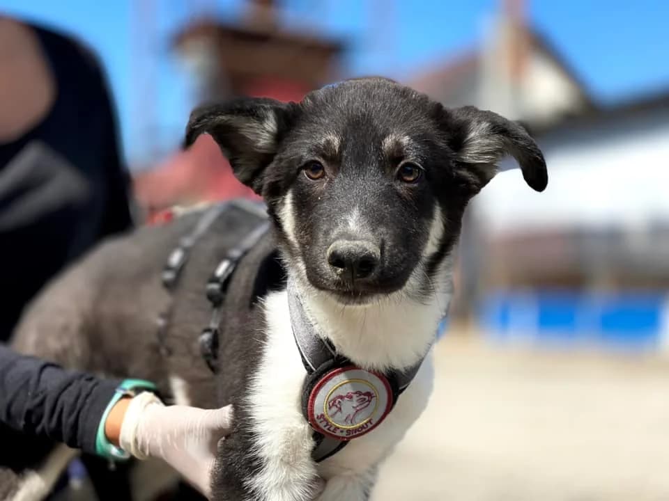 Gustavo, male puppy Mixed Breed for adoption at Ein Herz für Streuner e.V., München