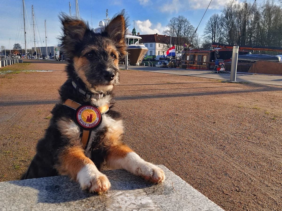 Gustl, male puppy Mixed Breed for adoption at Ein Herz für Streuner e.V., München
