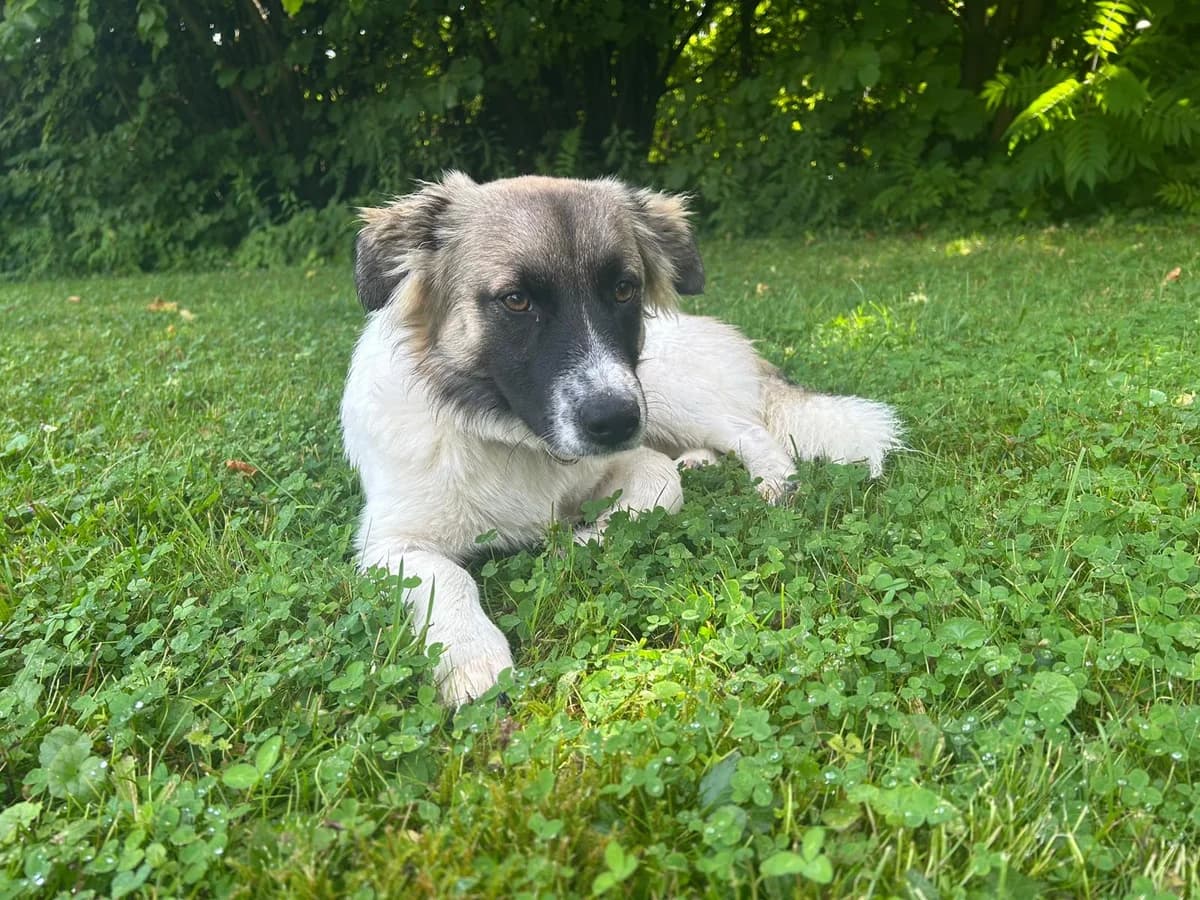 Gustl, male puppy Mixed Breed for adoption at Ein Herz für Streuner e.V., München