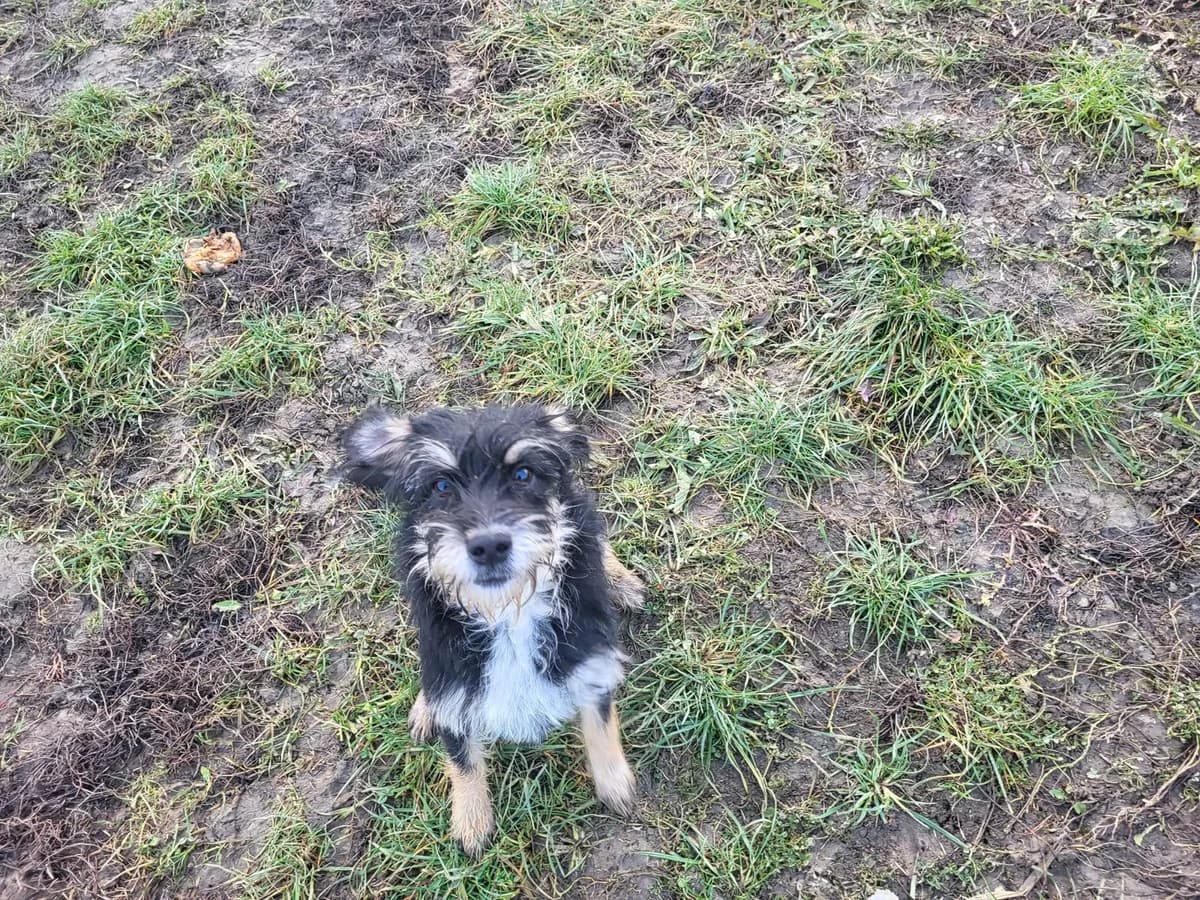 Gustl, male 5yo Mixed Breed for adoption at Ein Herz für Streuner e.V., München