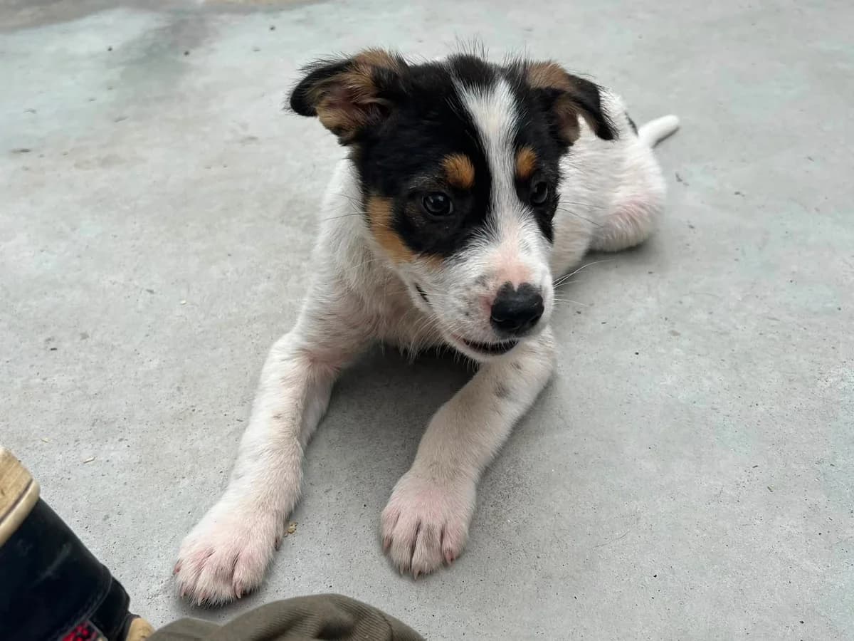 Gustl, weiß male puppy Mixed Breed for adoption at Ein Herz für Streuner e.V., München