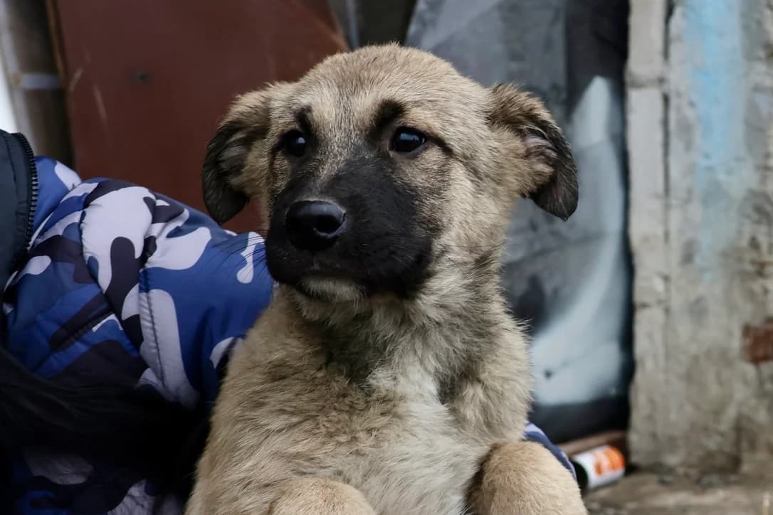 Gusto, male puppy Mixed Breed for adoption at Ein Herz für Streuner e.V., München